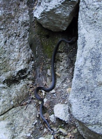 Snake at the base of Easy V