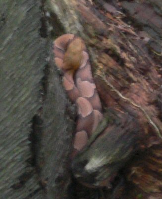 Stay away from the copperheads