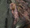 Copperhead