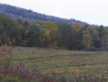 Pumpkins